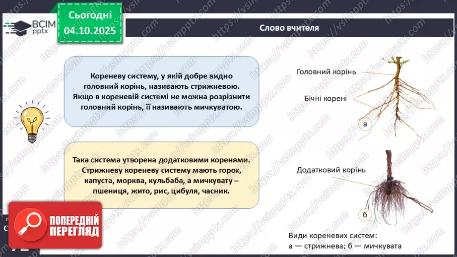 №021 - Покритонасінні рослини: тканини та будова кореня16 №021 - Покритонасінні рослини: тканини та будова кореня16