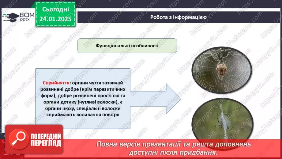 №55 - Павукоподібні.12 №55 - Павукоподібні.12