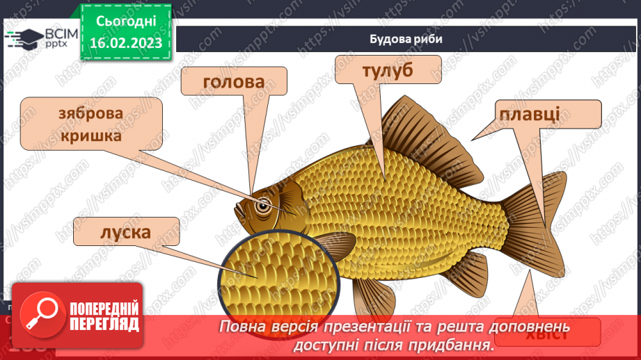 №48 - Хребетні тварини. Будова та спосіб життя хребетних тварин. Практична робота.6