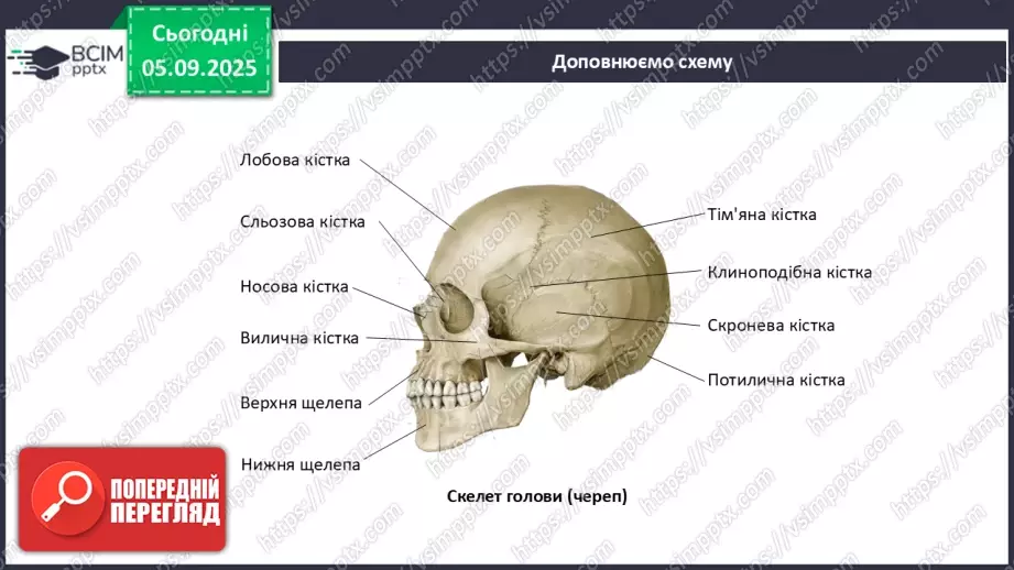 №008 - Узагальнення вивченого з теми: «Рух як властивість живого. Будова та функції опорно-рухової системи людини».19 №008 - Узагальнення вивченого з теми: «Рух як властивість живого. Будова та функції опорно-рухової системи людини».19