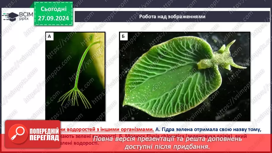 №18 - Діатомові водорості. Яка роль водоростей у природних екосистемах та житті людини15