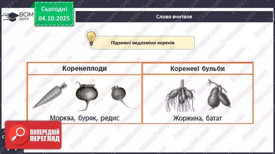 №021 - Покритонасінні рослини: тканини та будова кореня26 №021 - Покритонасінні рослини: тканини та будова кореня26