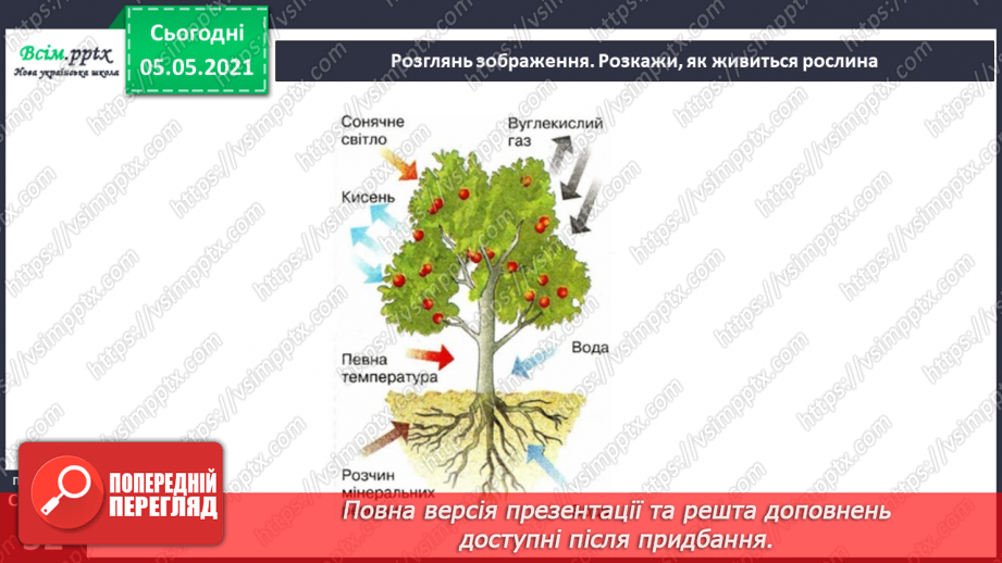 №031 - Рослини — живі організми. Дерева, кущі, трав’янисті рослини14