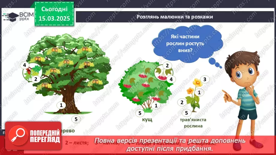 №080 - Будова рослин. Форма листя.10 №080 - Будова рослин. Форма листя.10