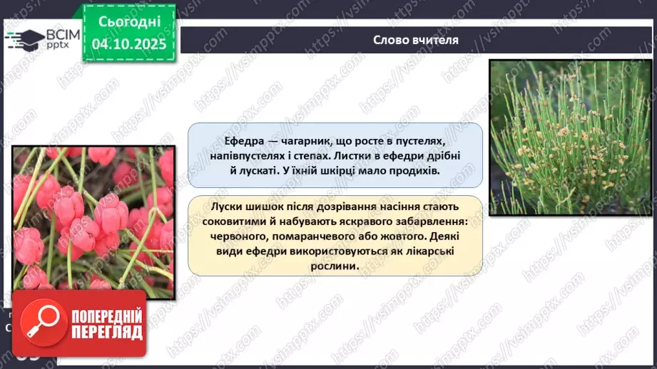 №020 - Голонасінні рослини: значення в екосистемах і використання (продовження).10 №020 - Голонасінні рослини: значення в екосистемах і використання (продовження).10
