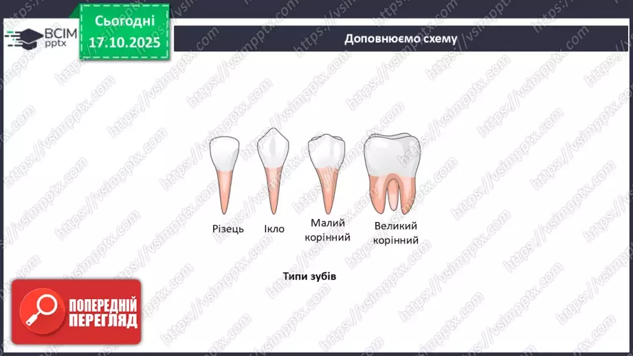 №027 - Узагальнення вивченого з теми: «Живлення як властивість живого. Будова й функції травної системи людини».24 №027 - Узагальнення вивченого з теми: «Живлення як властивість живого. Будова й функції травної системи людини».24