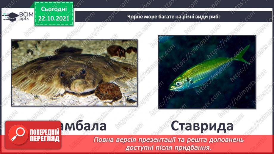 №10 - Проєкт «Загадковий мешканець Чорного моря»12