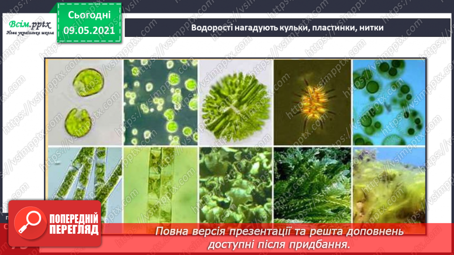 №049 - Чим особливий різноманітний світ рослин?25 №049 - Чим особливий різноманітний світ рослин?25
