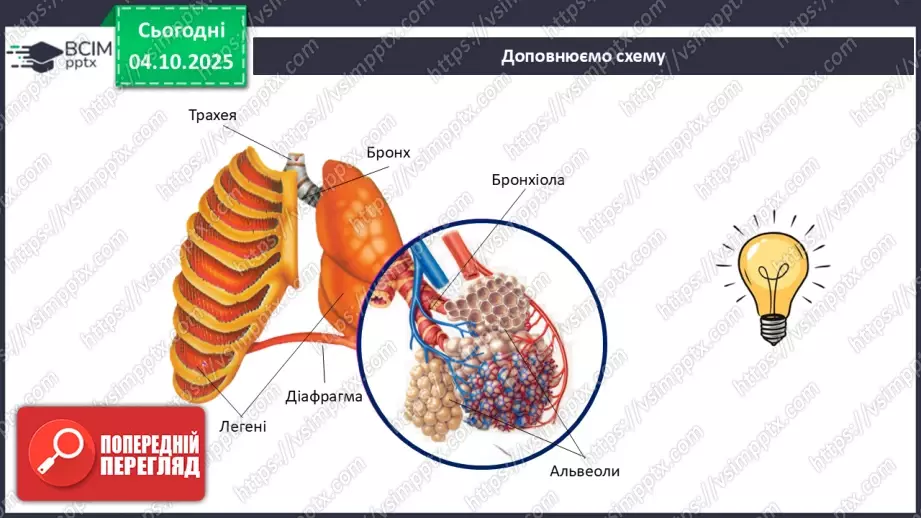 №021 - Узагальнення вивченого з теми: «Дихання як властивість живого. Будова й функції15 №021 - Узагальнення вивченого з теми: «Дихання як властивість живого. Будова й функції15