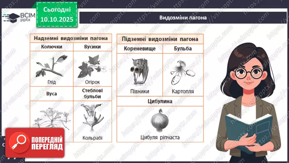 №023 - Покритонасінні рослини: будова бруньки, пагона й листка (продовження).6 №023 - Покритонасінні рослини: будова бруньки, пагона й листка (продовження).6