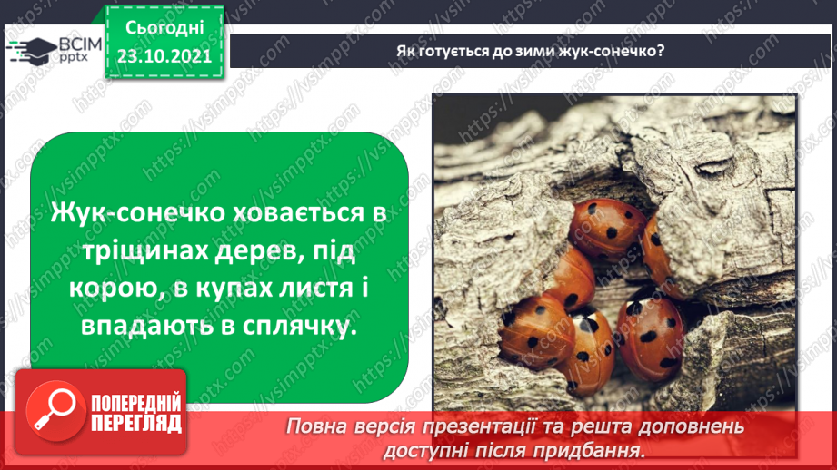 №030 - Як територія може стати домівкою? Комікс: «Як зимують комахи?»20 №030 - Як територія може стати домівкою? Комікс: «Як зимують комахи?»20