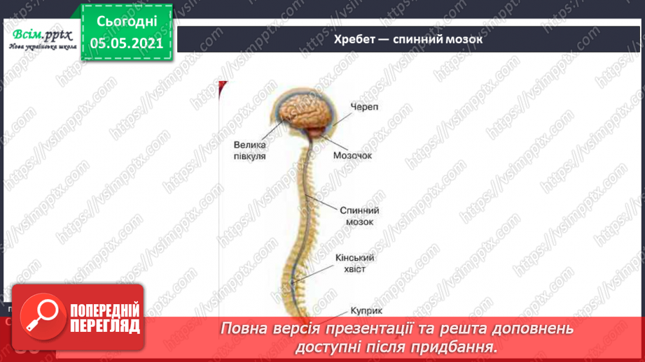 №057-58 - Скелет — опора тіла.16 №057-58 - Скелет — опора тіла.16