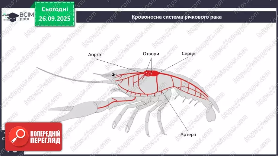 №016 - Еволюція кровоносної системи.10 №016 - Еволюція кровоносної системи.10