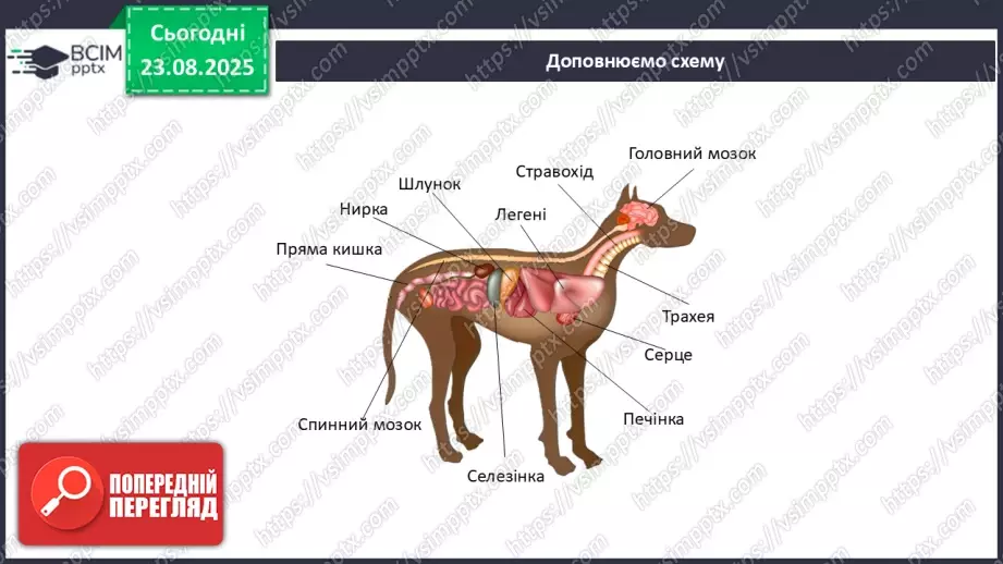 №003 - Узагальнення вивченого з теми: «Організм людини та тварин як складна багаторівнева біологічна система».15 №003 - Узагальнення вивченого з теми: «Організм людини та тварин як складна багаторівнева біологічна система».15