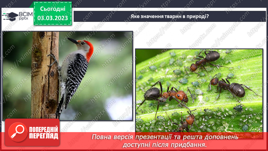 №51 - Узагальнення розділу «Клітини, бактерії, віруси, гриби, рослини і тварини».33