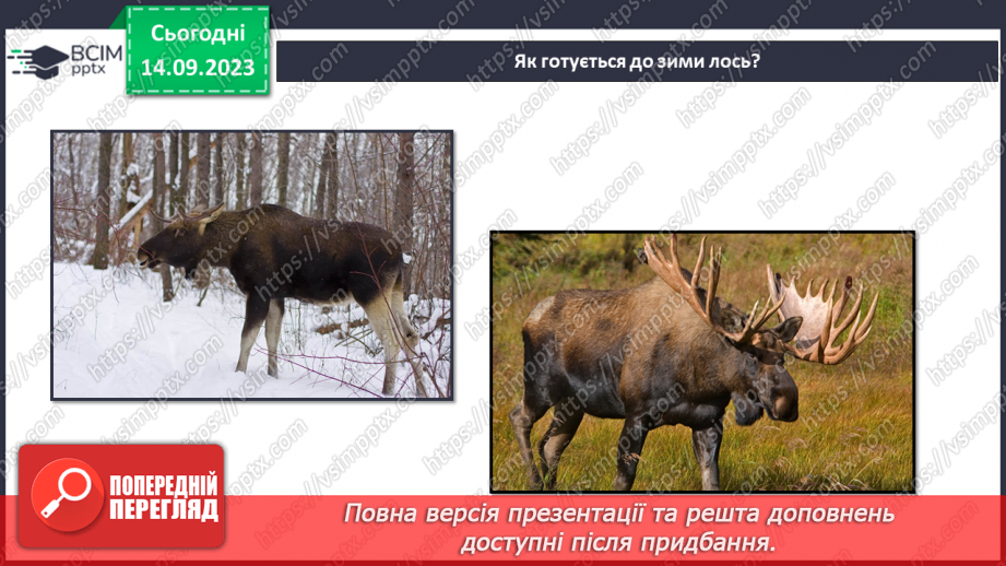 №012 - Тварини восени. Чому до зими потрібно готуватись? Як тварини до зими готуються?13