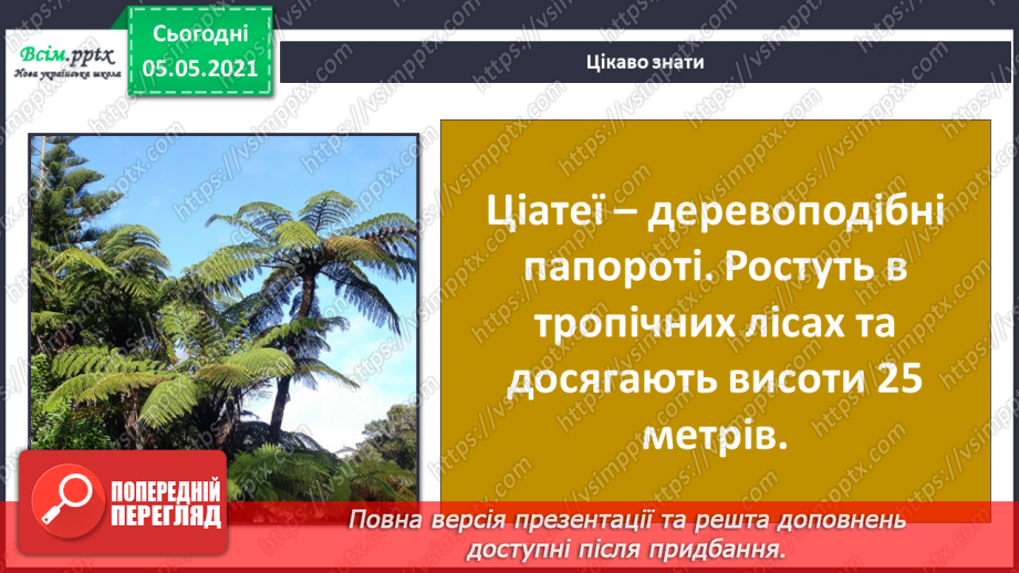№034 - Папороті.19 №034 - Папороті.19