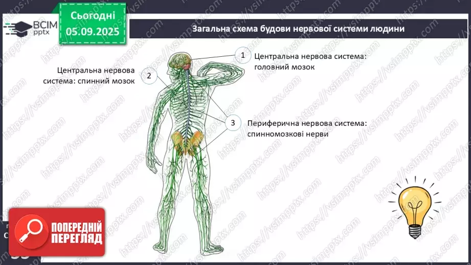 №008 - Будова нервової системи9 №008 - Будова нервової системи9