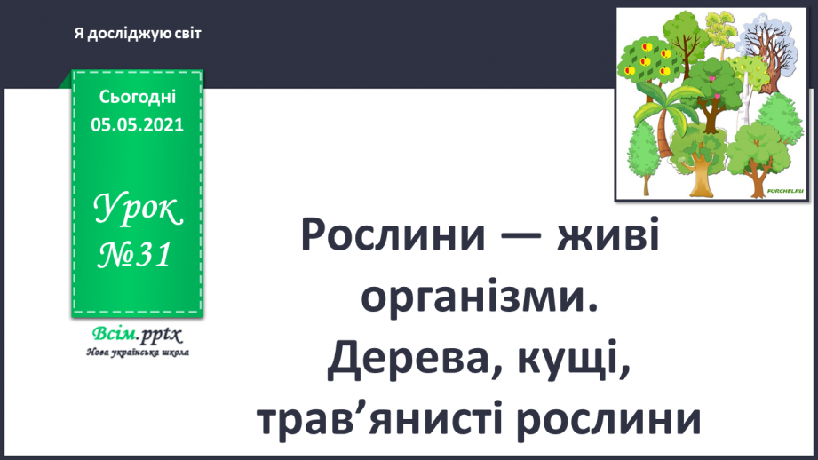 №031 - Рослини — живі організми. Дерева, кущі, трав’янисті рослини0