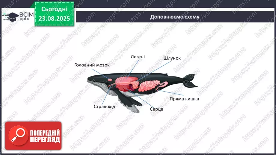 №003 - Узагальнення вивченого з теми: «Організм людини та тварин як складна багаторівнева біологічна система».17 №003 - Узагальнення вивченого з теми: «Організм людини та тварин як складна багаторівнева біологічна система».17