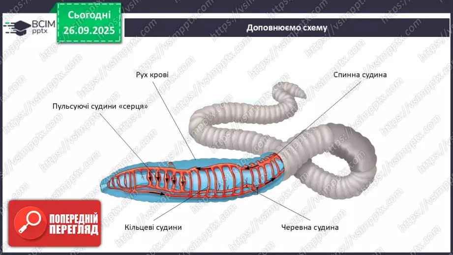 №017 - Узагальнення вивченого з теми: «Обмін речовин і перетворення енергії як властивість живого. Транспорт речовин в організмі людини».24 №017 - Узагальнення вивченого з теми: «Обмін речовин і перетворення енергії як властивість живого. Транспорт речовин в організмі людини».24