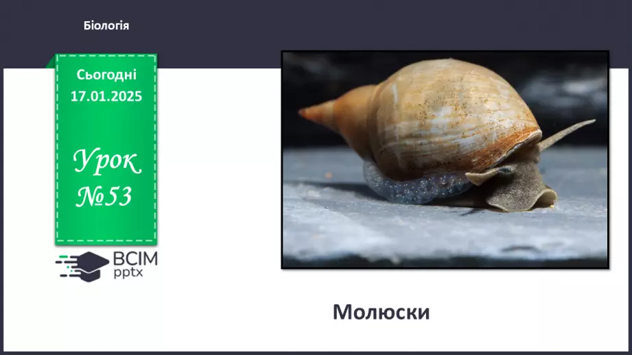 №53 - Молюски (продовження).0 №53 - Молюски (продовження).0