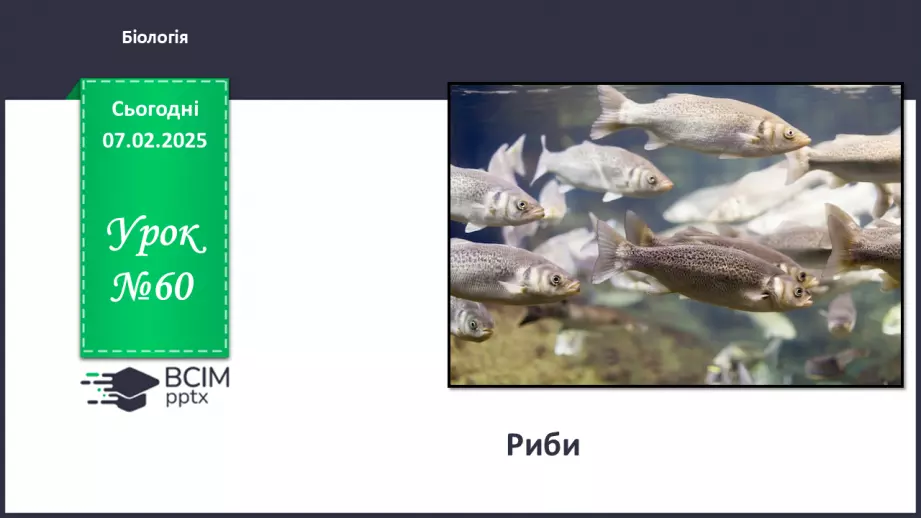 №60 - Риби (продовження).0 №60 - Риби (продовження).0