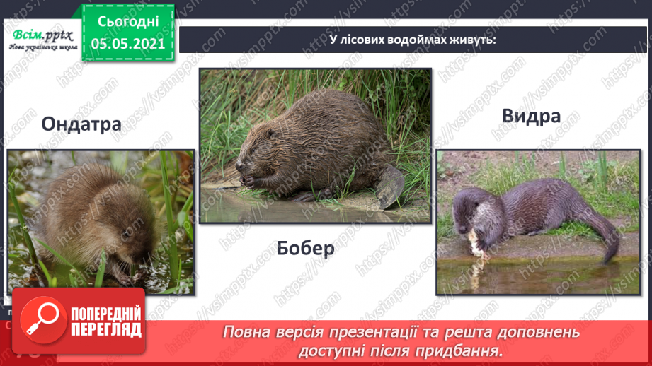 №050 - Природні угруповання. Природне угруповання — ліс.21