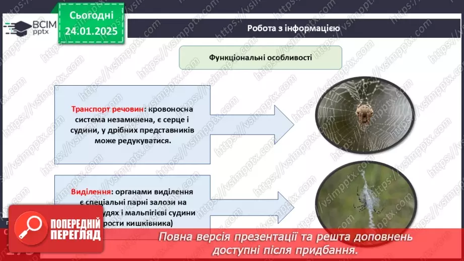 №55 - Павукоподібні.10 №55 - Павукоподібні.10