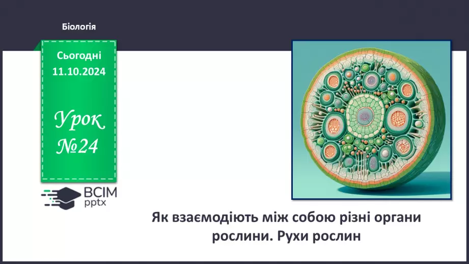 №24 - Як взаємодіють між собою різні органи рослини. Рухи рослин.0