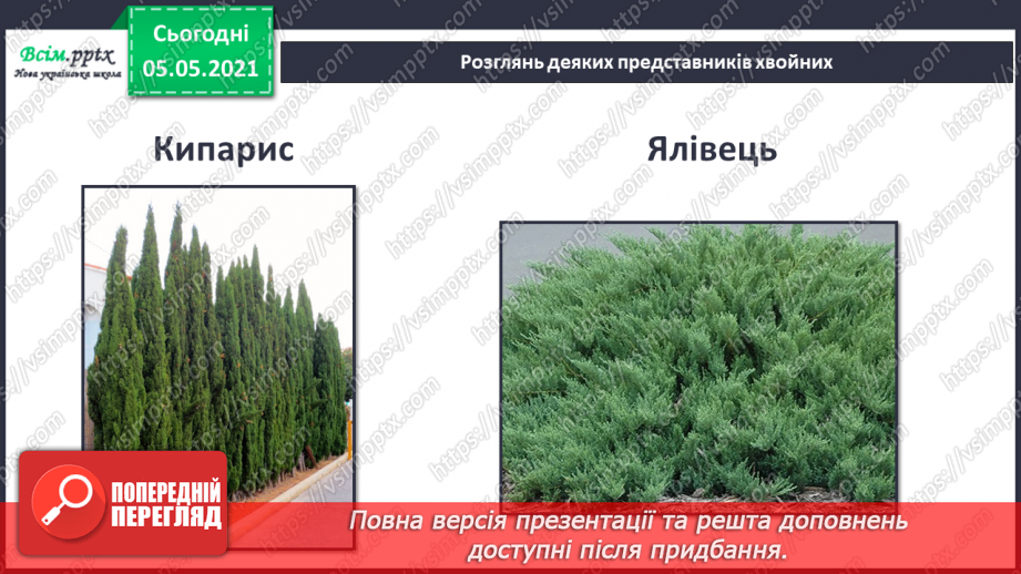№035 - Хвойні рослини.19 №035 - Хвойні рослини.19