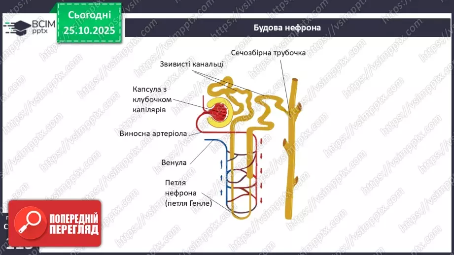 №029 - Будова й функції сечовидільної системи людини. Сечоутворення.10 №029 - Будова й функції сечовидільної системи людини. Сечоутворення.10