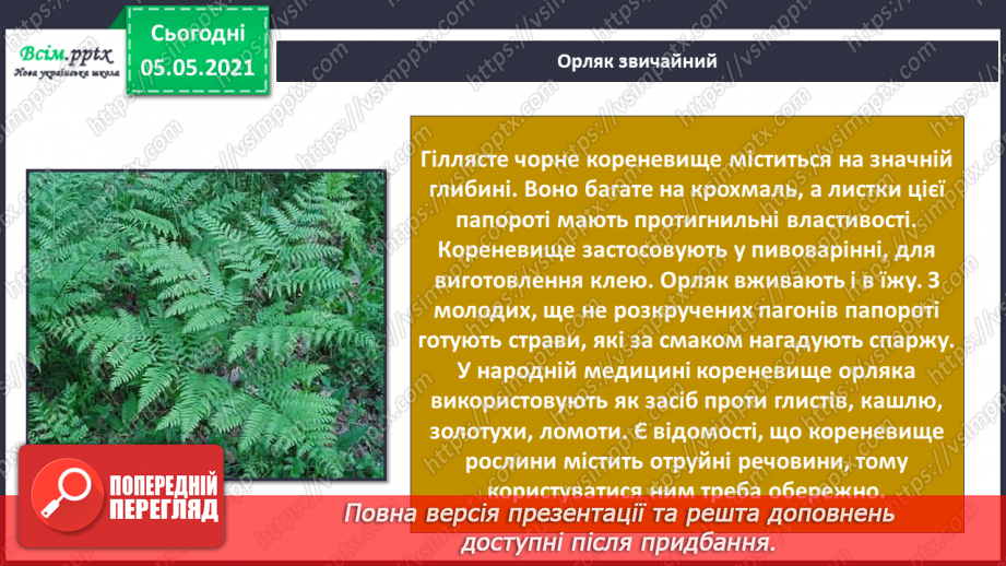 №034 - Папороті.18 №034 - Папороті.18