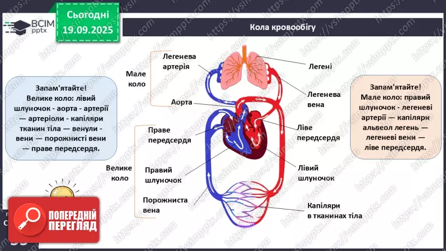 №013 - Кровоносні судини. Кровообіг.11 №013 - Кровоносні судини. Кровообіг.11