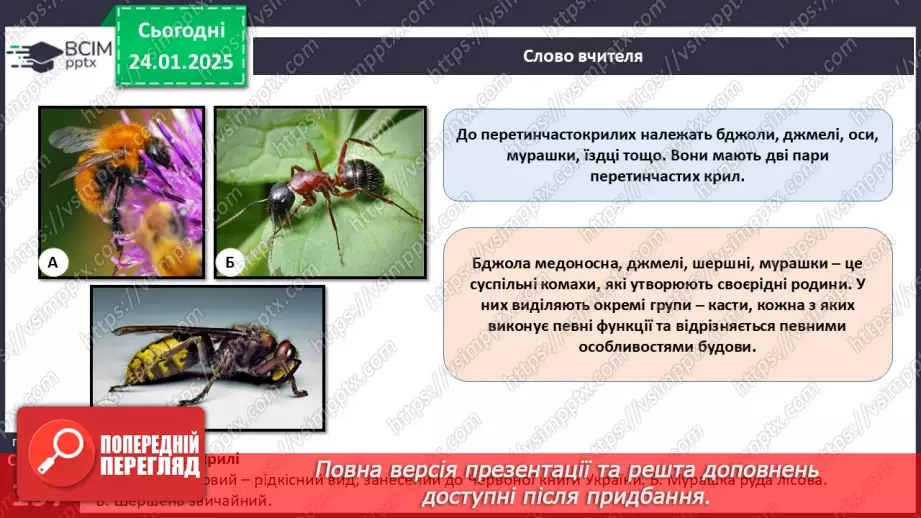 №56 - Комахи. Різноманітність комах.20