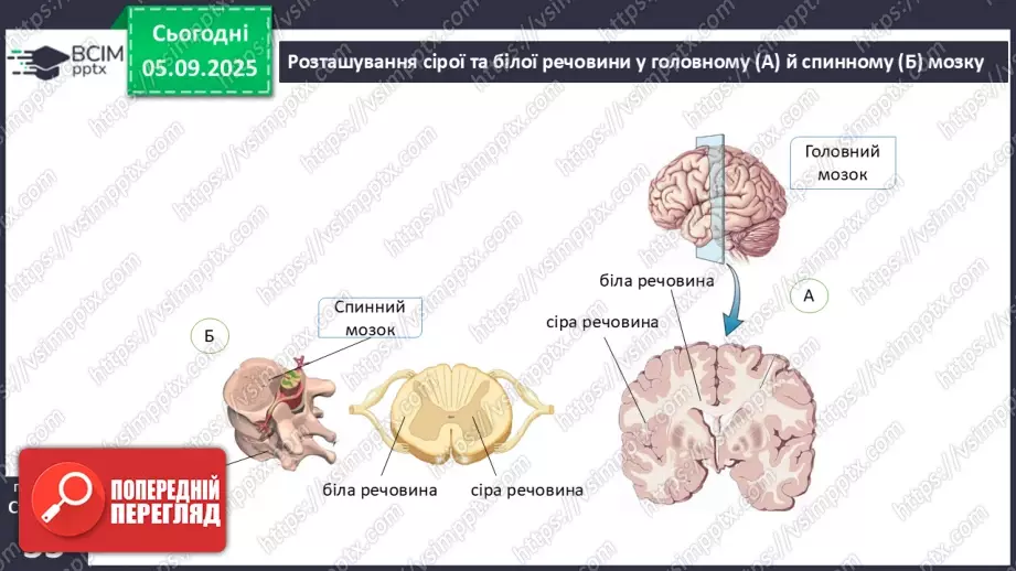№008 - Будова нервової системи13 №008 - Будова нервової системи13