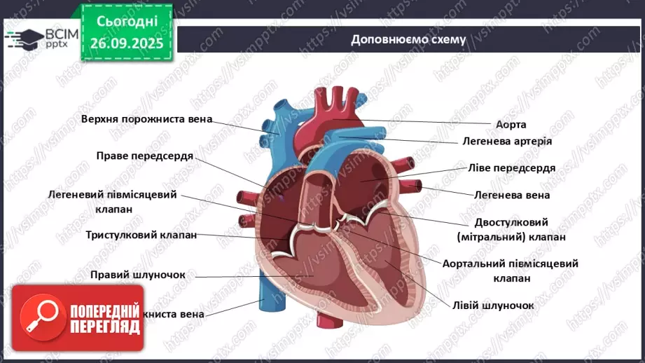 №017 - Узагальнення вивченого з теми: «Обмін речовин і перетворення енергії як властивість живого. Транспорт речовин в організмі людини».19 №017 - Узагальнення вивченого з теми: «Обмін речовин і перетворення енергії як властивість живого. Транспорт речовин в організмі людини».19