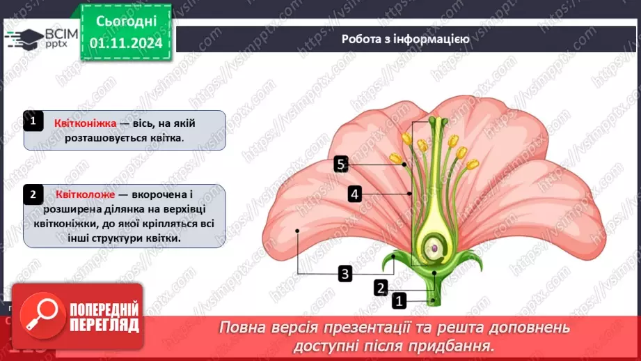 №32 - Квіткові. Квітка і суцвіття. Запилення.16 №32 - Квіткові. Квітка і суцвіття. Запилення.16