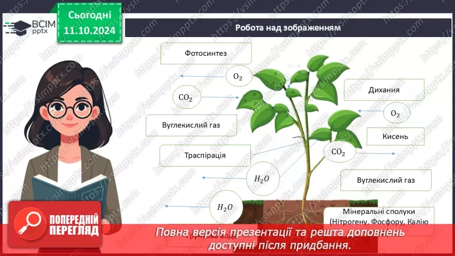 №24 - Як взаємодіють між собою різні органи рослини. Рухи рослин.7