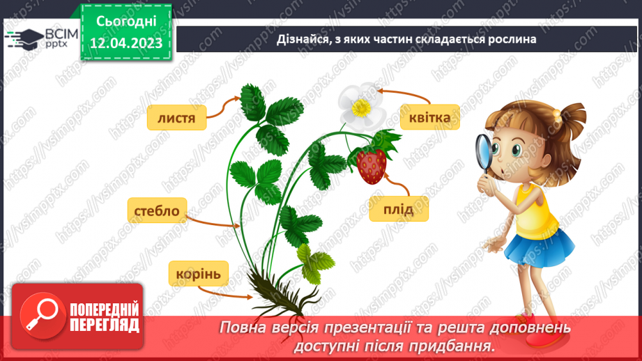 №0095 - Рослини влітку27