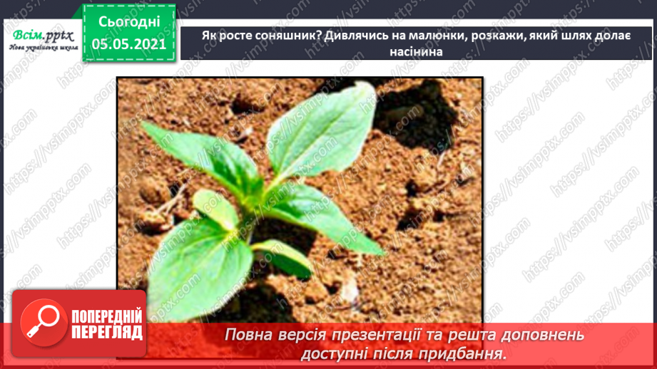 №035 - Сторінка дослідників. Як виростити нову рослину. Умови проростання насіння23 №035 - Сторінка дослідників. Як виростити нову рослину. Умови проростання насіння23