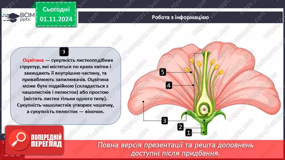 №32 - Квіткові. Квітка і суцвіття. Запилення.17 №32 - Квіткові. Квітка і суцвіття. Запилення.17