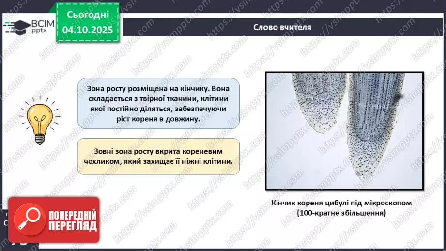 №021 - Покритонасінні рослини: тканини та будова кореня20 №021 - Покритонасінні рослини: тканини та будова кореня20