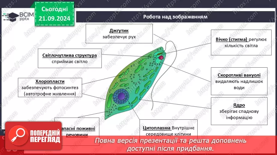 №13 - Які одноклітині евкаріоти мешкають у прісних водоймах?5