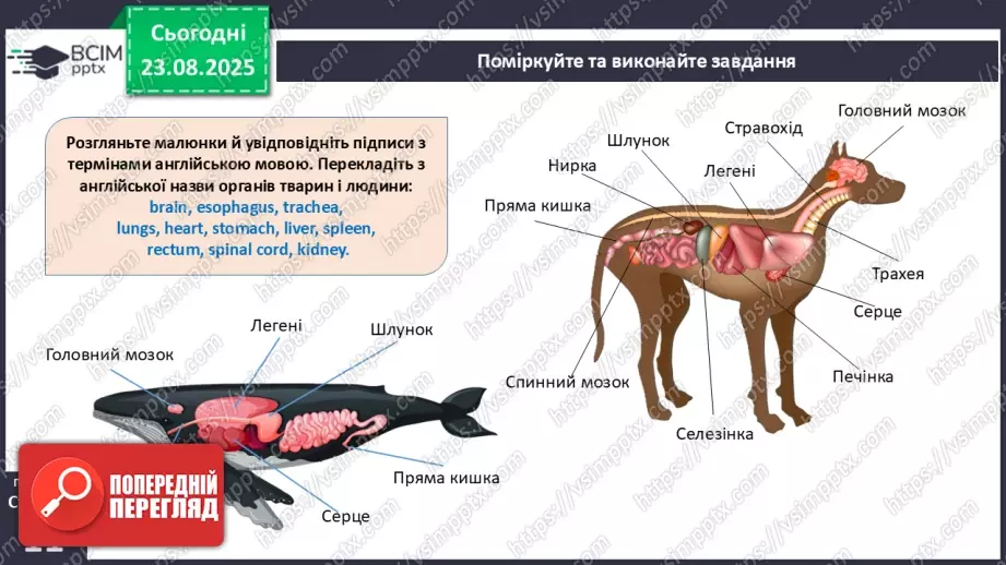 №002 - Органи та фізіологічні системи організму людини й тварин.17 №002 - Органи та фізіологічні системи організму людини й тварин.17