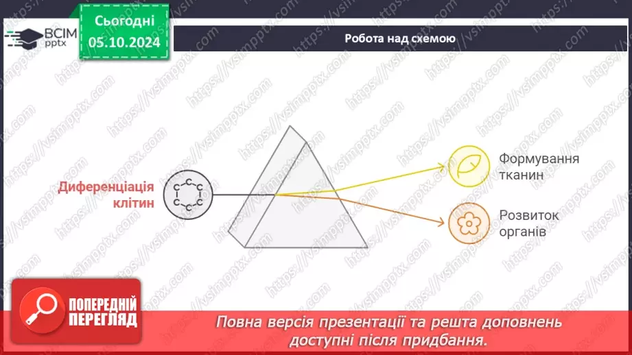 №20 - Вищі рослини багатоклітинні організми з тканинами та органами.7