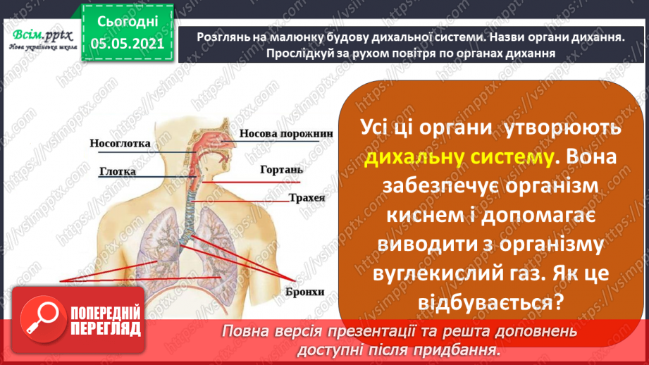 №069 - Органи дихання.5