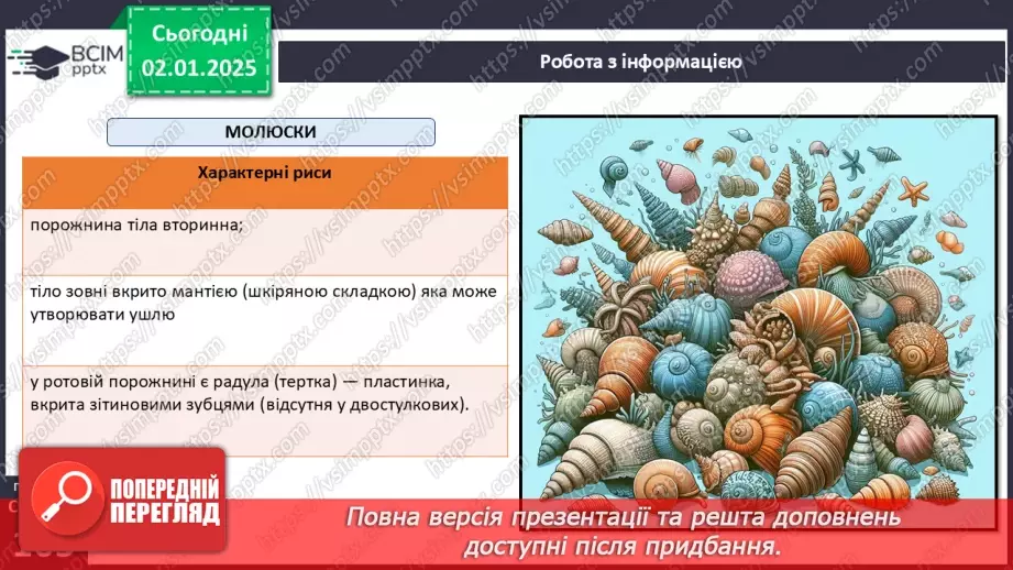 №52 - Молюски.11 №52 - Молюски.11