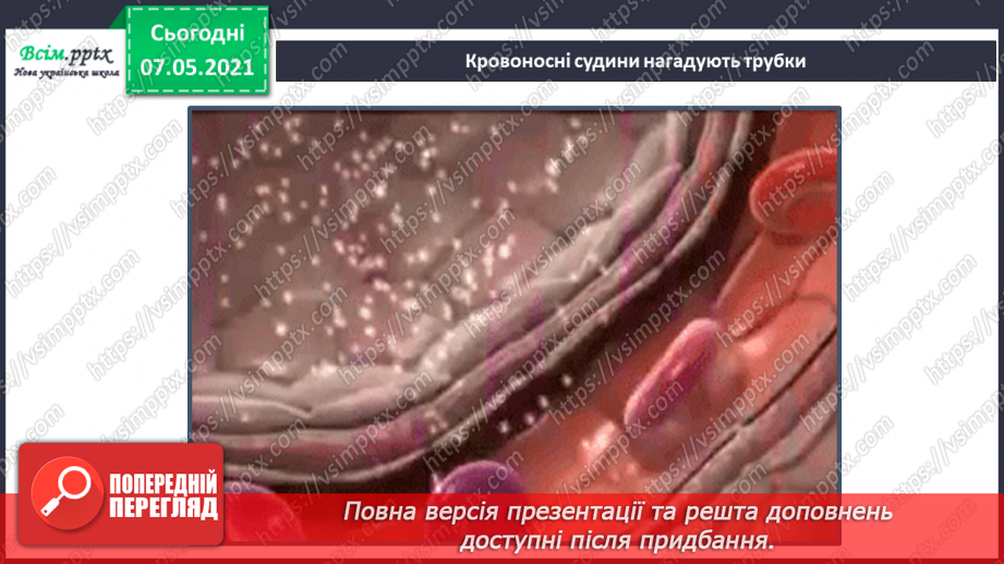 №054 - Яке значення має кровоносна система. Вимірювання частоти свого пульсу11 №054 - Яке значення має кровоносна система. Вимірювання частоти свого пульсу11