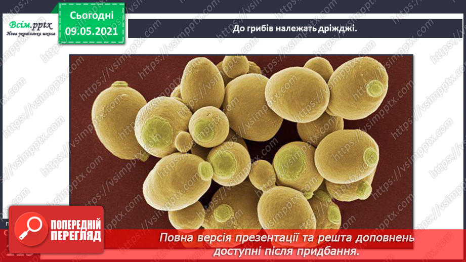 №079 - У чому загадковість світу грибів?21